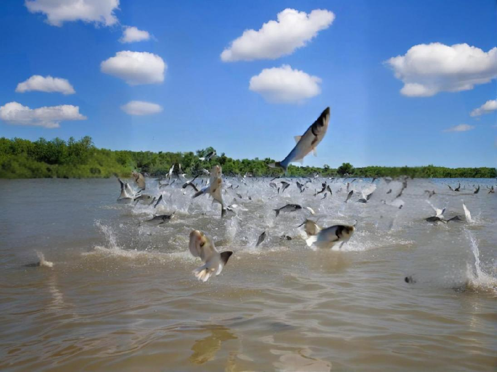 如何鉴别水产品中是否含有甲醛？