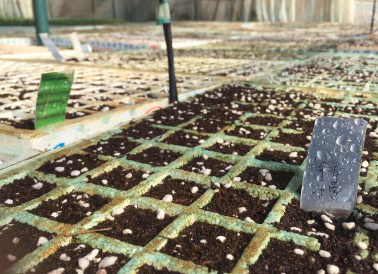 土壤紧实度测定仪:改良土壤的得力助手