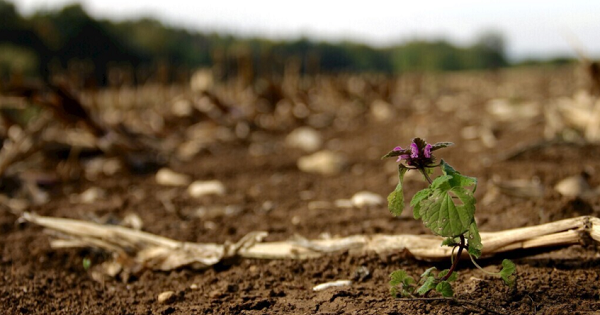 土壤团聚体分析仪应用领域（土壤团聚体分析仪功能特点）