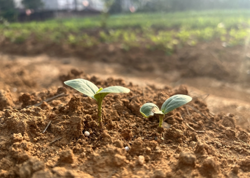 土壤重金属分析仪的作用(土壤重金属检测仪用途详解)