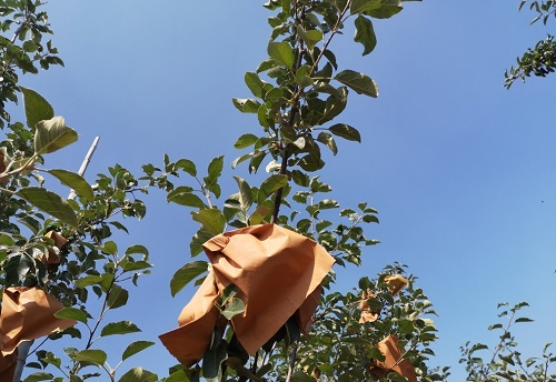 果蔬套袋对农残有影响吗?用农药残留速测仪一测便知