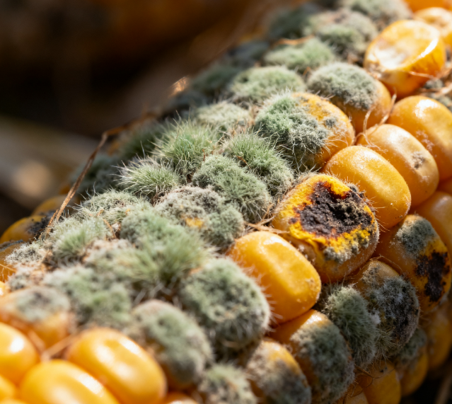 实验室用真菌毒素检测仪的工作原理是什么？如何选择适合自己实验室的真菌毒素检测仪？