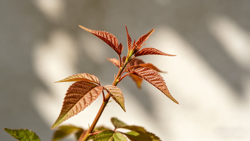 植物病害诊断仪哪个好 品牌优势对比